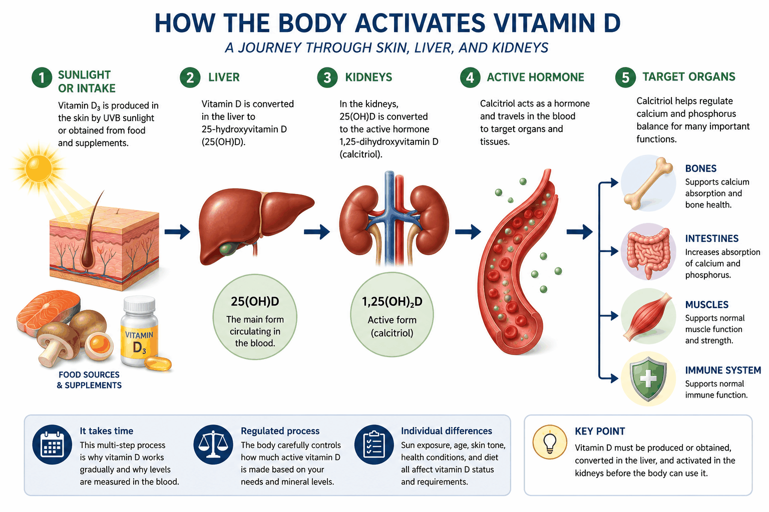 02 How the Body Activates Vitamin D
